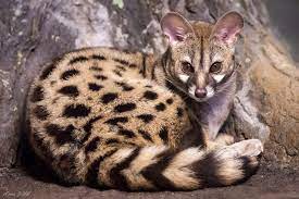 Large-spotted Genet - Cincinnati Zoo & Botanical Garden®