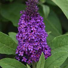 Buddleia Chrysalis™ Purple